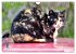 Katzen in Cranz (Wandkalender 2026 DIN... - Bild 15