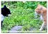 Katzen in Cranz (Wandkalender 2026 DIN... - Bild 3
