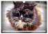 Katzen in Cranz (Wandkalender 2026 DIN... - Bild 4
