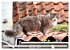 Katzen in Cranz (Wandkalender 2026 DIN... - Bild 5
