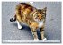 Katzen in Cranz (Wandkalender 2026 DIN... - Bild 7
