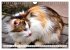 Katzen in Cranz (Wandkalender 2026 DIN... - Bild 8