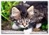 Katzen in Cranz (Wandkalender 2026 DIN... - Bild 9