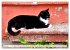 Katzen in Cranz (Wandkalender 2026 DIN... - Bild 10