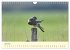 Im Revier der Falken (Wandkalender 2026... - Bild 12