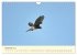 Im Revier der Falken (Wandkalender 2026... - Bild 5