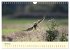 Im Revier der Falken (Wandkalender 2026... - Bild 10