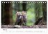 Rotfuchswelpen (Tischkalender 2026 DIN... - Bild 11