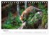 Rotfuchswelpen (Tischkalender 2026 DIN... - Bild 14