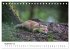Rotfuchswelpen (Tischkalender 2026 DIN... - Bild 15