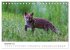 Rotfuchswelpen (Tischkalender 2026 DIN... - Bild 5