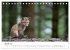 Rotfuchswelpen (Tischkalender 2026 DIN... - Bild 7