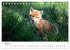 Rotfuchswelpen (Tischkalender 2026 DIN... - Bild 10