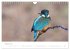 Eisvogel im Porträt (Wandkalender 2026... - Bild 14