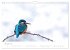 Eisvogel im Porträt (Wandkalender 2026... - Bild 7