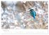 Eisvogel im Porträt (Wandkalender 2026... - Bild 8