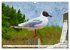 Malerische Insel Usedom - Acryl... - Bild 13