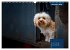 Rocket der Havaneser (Wandkalender 2026... - Bild 4