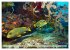 Raja Ampat - Impressionen (Wandkalender... - Bild 4