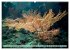 Raja Ampat - Impressionen (Wandkalender... - Bild 10