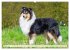 Eine Liebe für immer - Collies... - Bild 2