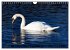 Die Eleganz der Schwäne (Wandkalender... - Bild 4