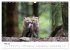 Rotfuchswelpen (Wandkalender 2026 DIN... - Bild 11