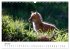 Rotfuchswelpen (Wandkalender 2026 DIN... - Bild 12