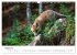 Rotfuchswelpen (Wandkalender 2026 DIN... - Bild 14