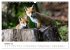 Rotfuchswelpen (Wandkalender 2026 DIN... - Bild 3