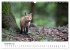 Rotfuchswelpen (Wandkalender 2026 DIN... - Bild 4