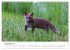 Rotfuchswelpen (Wandkalender 2026 DIN... - Bild 5