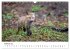 Rotfuchswelpen (Wandkalender 2026 DIN... - Bild 8
