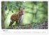 Rotfuchswelpen (Wandkalender 2026 DIN... - Bild 9
