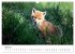 Rotfuchswelpen (Wandkalender 2026 DIN... - Bild 10