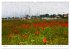 Hiddensee - Malerische Insel der Ostsee... - Bild 11