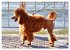 Ostsee-Hunde - Zweibeiner und... - Bild 13