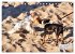 Ostsee-Hunde - Zweibeiner und... - Bild 4