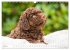 Lagotto Romagnolo - Der Trüffelhund... - Bild 11