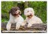 Lagotto Romagnolo - Der Trüffelhund... - Bild 12