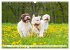 Lagotto Romagnolo - Der Trüffelhund... - Bild 13