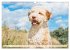 Lagotto Romagnolo - Der Trüffelhund... - Bild 14