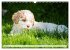 Lagotto Romagnolo - Der Trüffelhund... - Bild 15