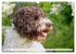 Lagotto Romagnolo - Der Trüffelhund... - Bild 3