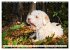 Lagotto Romagnolo - Der Trüffelhund... - Bild 4