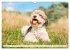 Lagotto Romagnolo - Der Trüffelhund... - Bild 8
