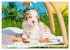 Lagotto Romagnolo - Der Trüffelhund... - Bild 9