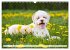 Lagotto Romagnolo - Der Trüffelhund... - Bild 10