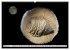 Versteinerte Welt (Wandkalender 2026... - Bild 3