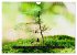 Achtsame Augenblicke (Wandkalender 2026... - Bild 3